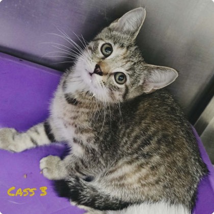 Cass 3