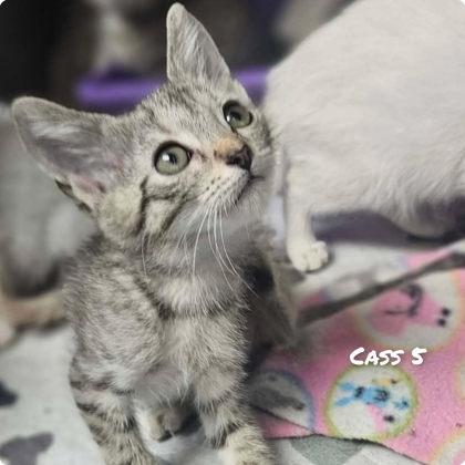 Cass 5