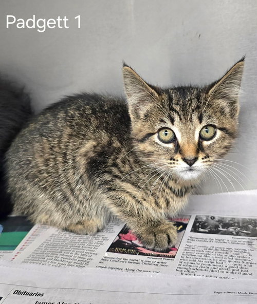 Padgett 1