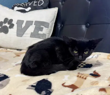 Sassy Passy - Domestic Short Hair