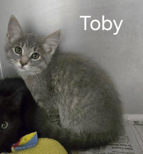 Toby