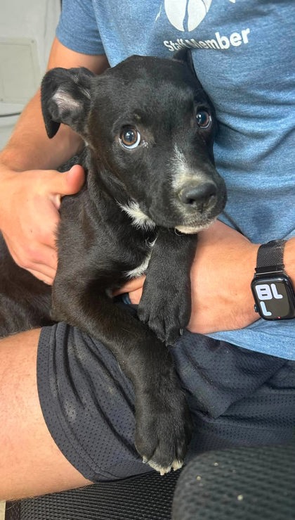 Graceland, an adoptable Labrador Retriever in Sullivan, IN