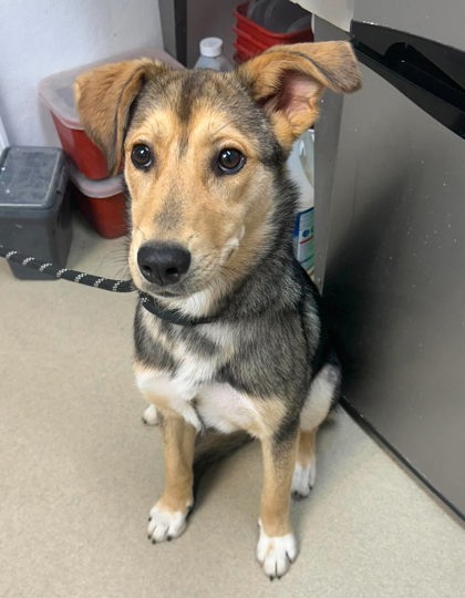 Tinkerbell, an adoptable German Shepherd Dog in Sullivan, IN