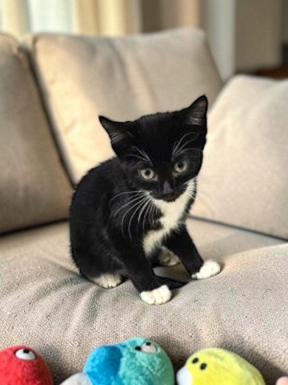 Alice, an adoptable Domestic Short Hair in Sullivan, IN