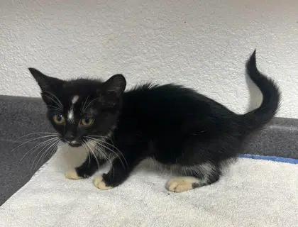 Brenda - Domestic Short Hair