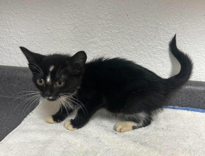 Brenda, an adoptable Domestic Short Hair in Sullivan, IN