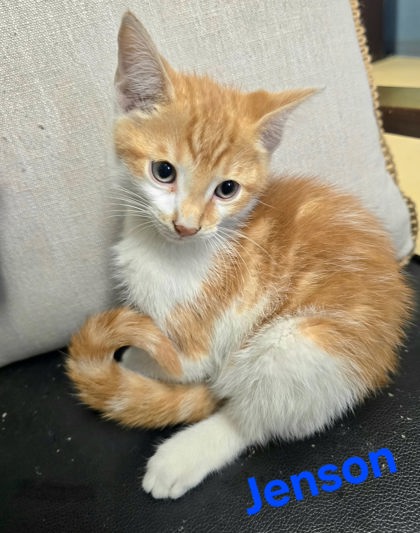 Jenson, an adoptable Domestic Short Hair in Sullivan, IN