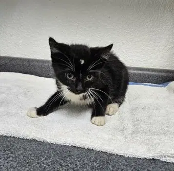 Laney - Domestic Short Hair