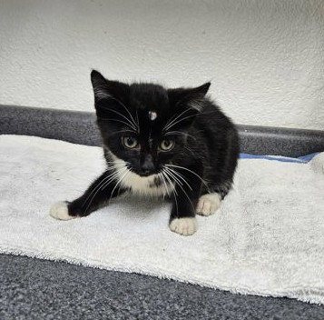 Laney, an adoptable Domestic Short Hair in Sullivan, IN