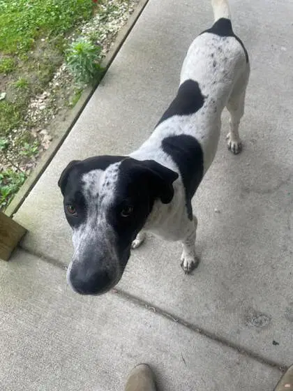 Tether - Hound