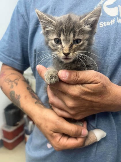 Sue Lee 2, an adoptable Domestic Short Hair in Sullivan, IN
