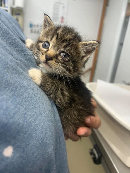 Sue Lee Foster 2, an adoptable Domestic Short Hair in Sullivan, IN
