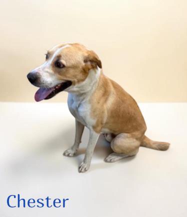Chester