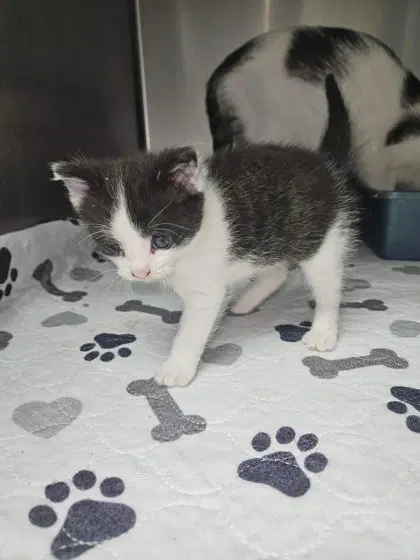 Oreo - Domestic Short Hair