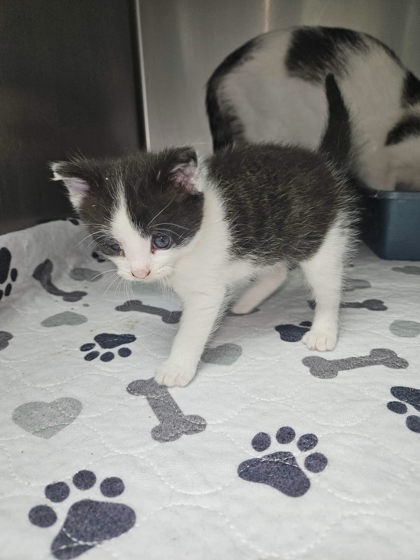 Oreo, a cat for adoption from The Humane Society of Sullivan County