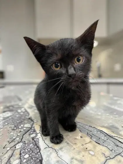 Riley - Domestic Short Hair