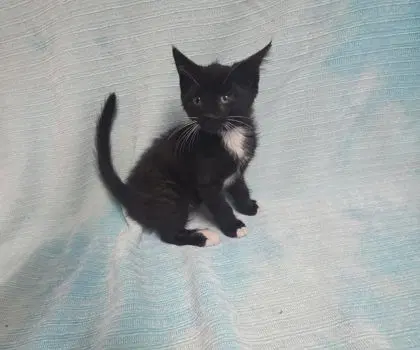 Apple - Domestic Short Hair