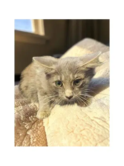 George - Domestic Medium Hair