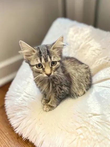 Lynn - Domestic Medium Hair