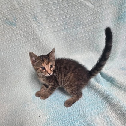 Photo 2 of Mango
