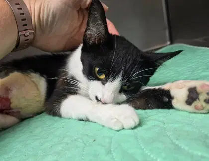 Rue - Domestic Short Hair