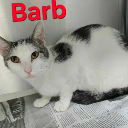 Barb - Domestic Short Hair