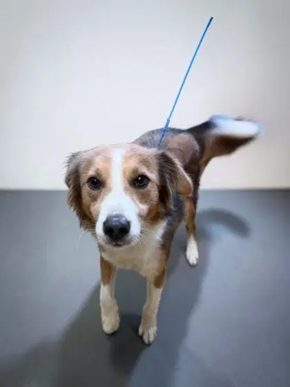 Crash - Border Collie