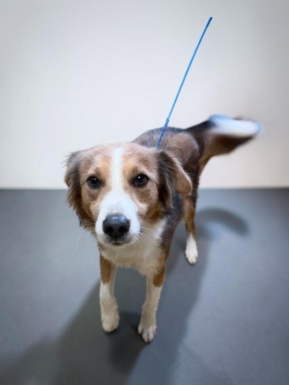Crash, a dog for adoption from The Humane Society of Sullivan County