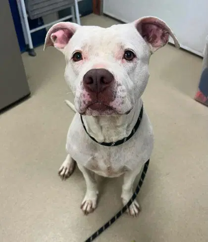 Fancy - Pit Bull Terrier