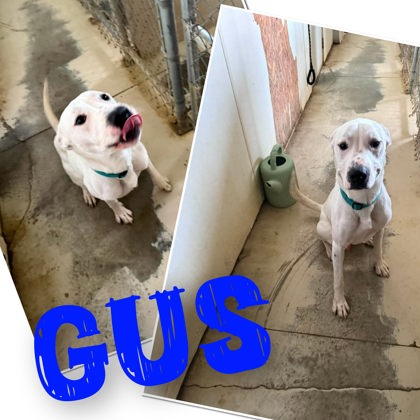 Gus, a dog for adoption from The Humane Society of Sullivan County