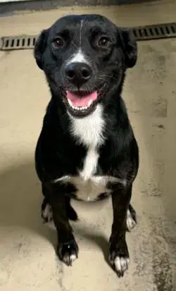 Lola - Australian Cattle Dog/Blue Heeler