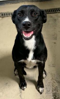Lola, a dog for adoption from The Humane Society of Sullivan County
