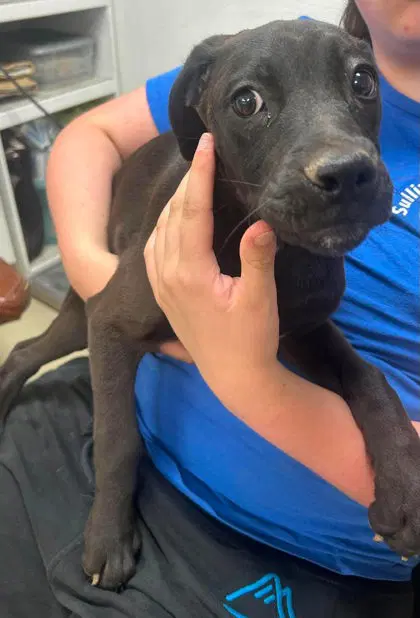 Portland - Labrador Retriever