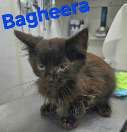 Bagherra, a cat for adoption from The Humane Society of Sullivan County