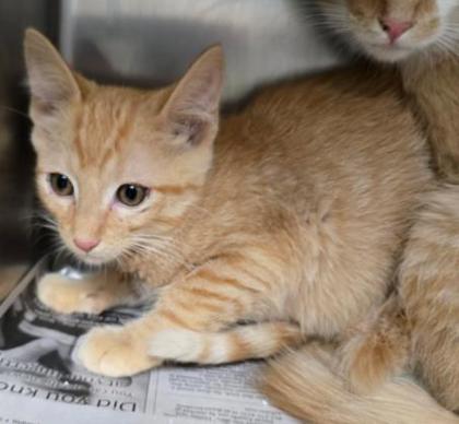 picture of the cat needing adoption