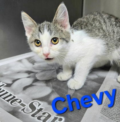 Chevy, a cat for adoption from The Humane Society of Sullivan County