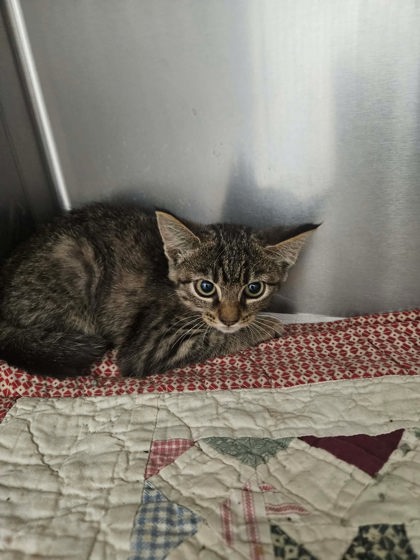 Daisy, a cat for adoption from The Humane Society of Sullivan County