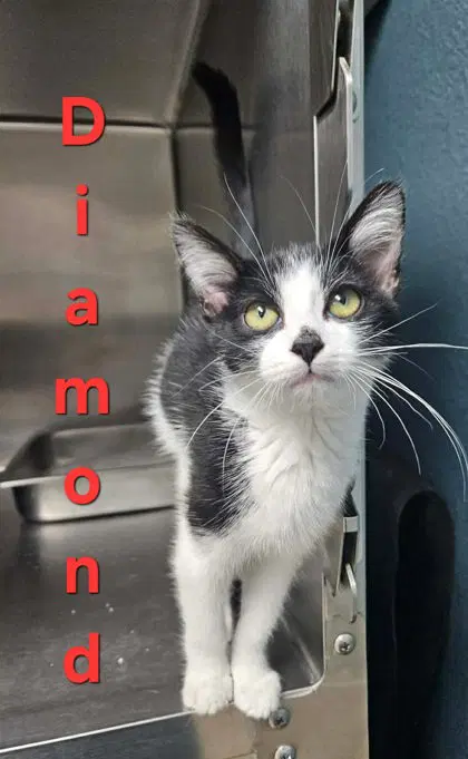 Diamond - Domestic Short Hair
