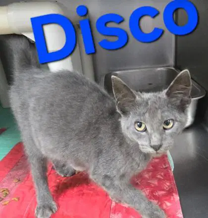 Disco - Domestic Short Hair