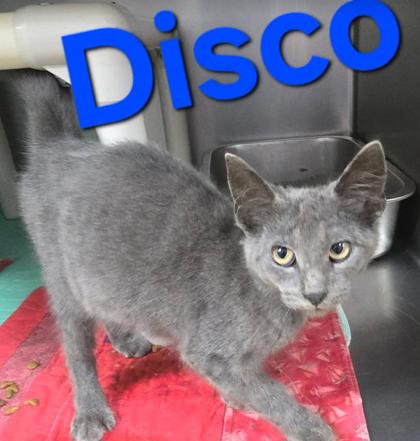 Disco