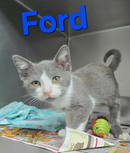 Ford - Domestic Short Hair