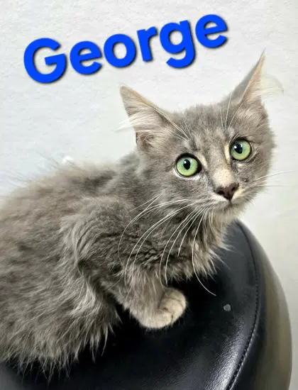George - Domestic Medium Hair