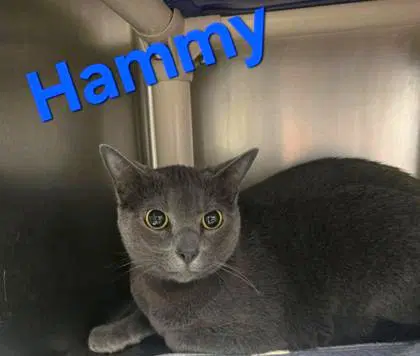 Hammy - Domestic Short Hair