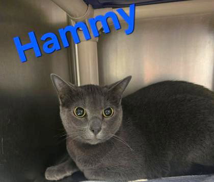 picture of the cat needing adoption