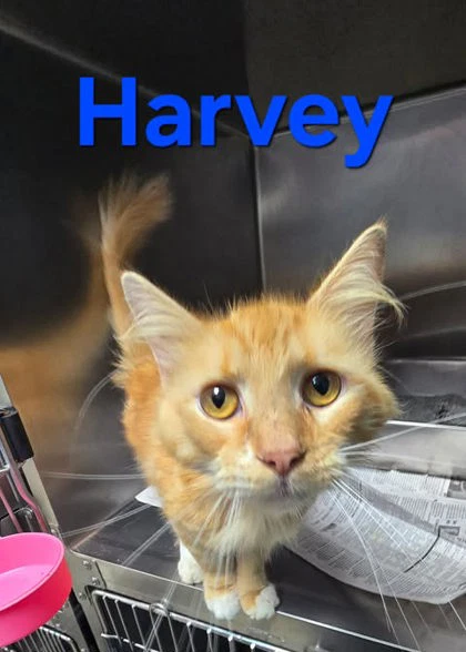 Harvey