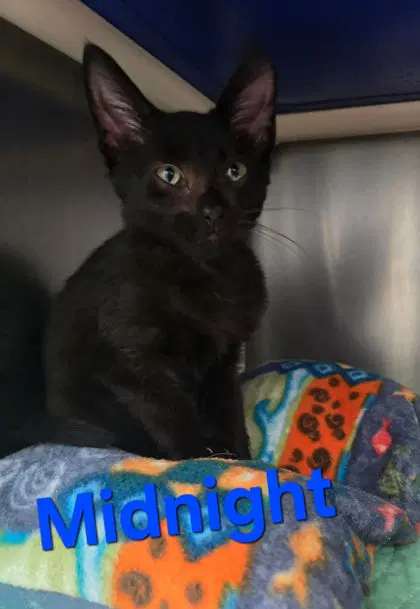Midnight - Domestic Short Hair