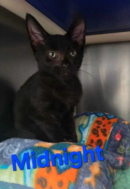 Midnight, a cat for adoption from The Humane Society of Sullivan County