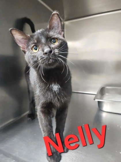 Nelly, a cat for adoption from The Humane Society of Sullivan County