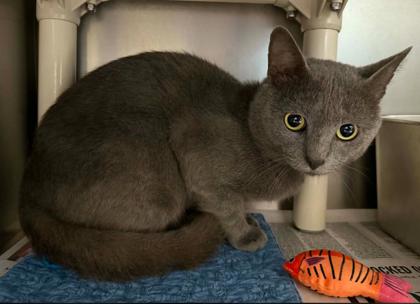 picture of the cat needing adoption