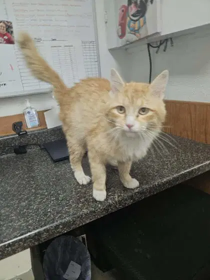 Rusty - Domestic Long Hair